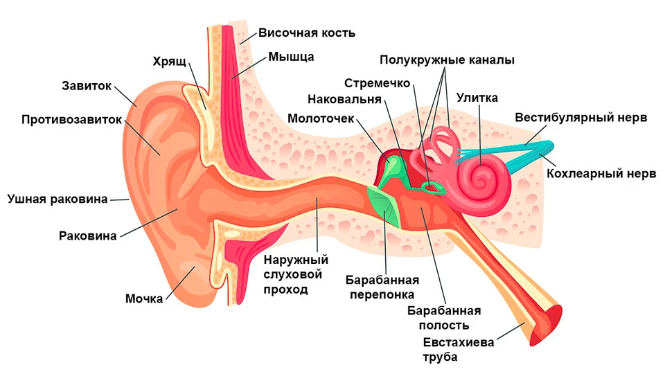 Шум в ушах